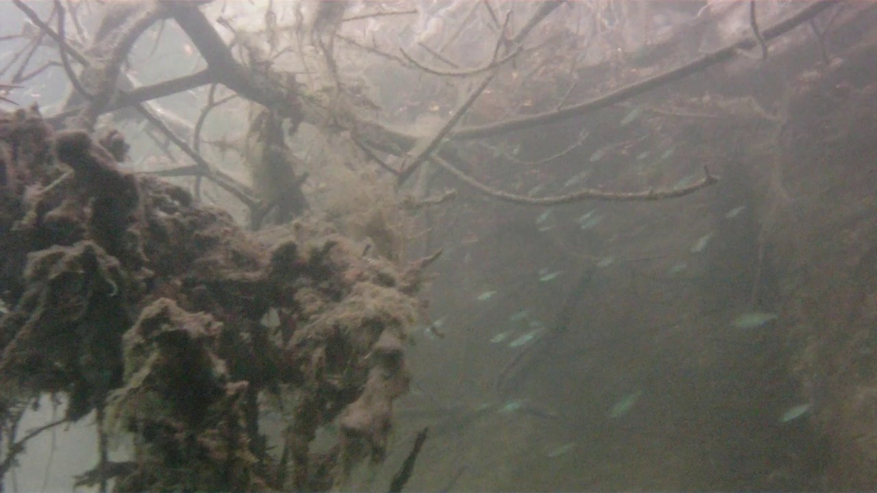 L'aquarium