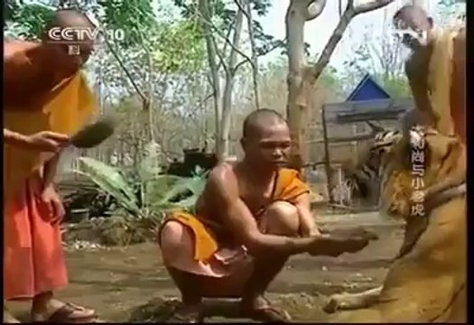 Buddhist Monks Who Keep Tigers As Pets