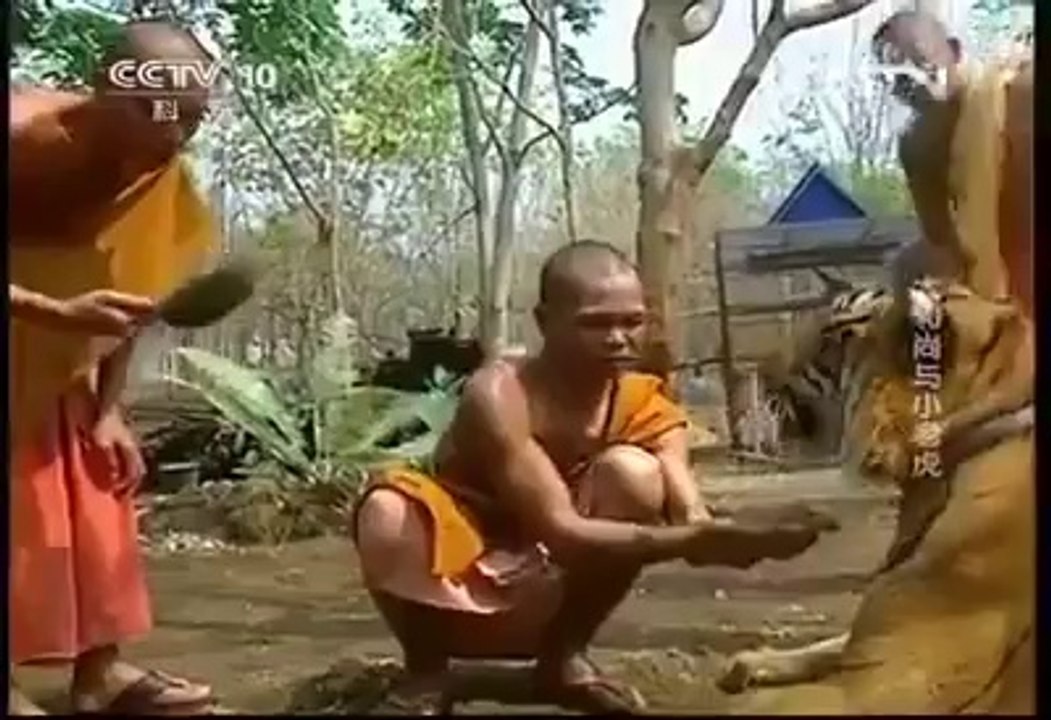 Buddhist Monks Who Keep Tigers As Pets