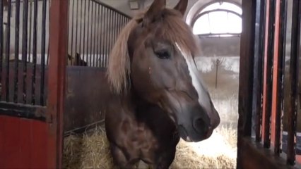 Les Mille sabots 2014