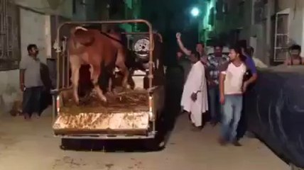 Qurbani Cow Run Away Nizam Tv