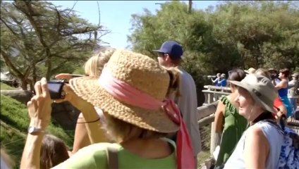 Lion cubs the pride of San Diego Zoo