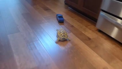 Tortoise vs. Truck
