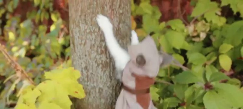 Les chats sont les vedettes de cette nouvelle parodie du jeu Assassin's Creed !