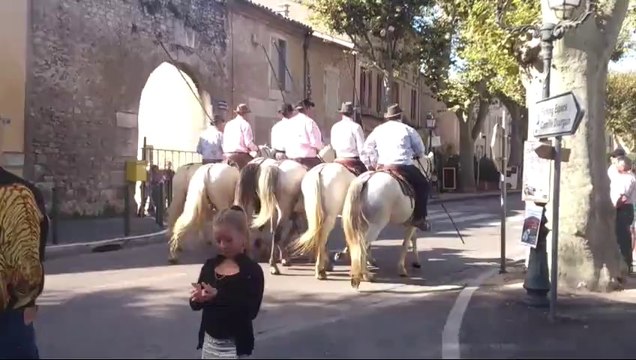 chevaux de Camargue