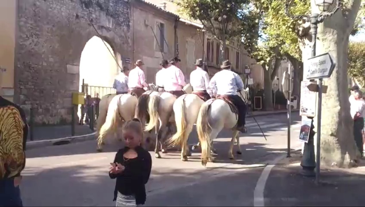 chevaux de Camargue