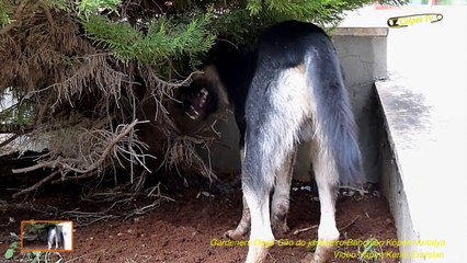 Gardeners Dogs-Cão do jardineiro-Bahçıvan Köpek=Antalya