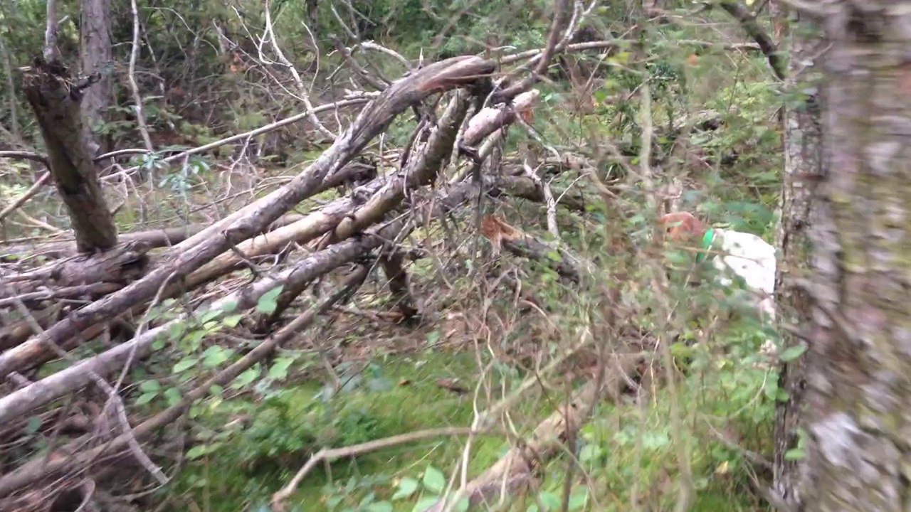 SETTER ANGLAIS  IRIS DU MAS DES VERNETS 15 MOIS CHASSE A LA CAILLE EN BOIS 2014