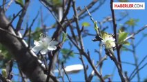 Bandırma'da Erik Ağaçları Çiçek Açtı