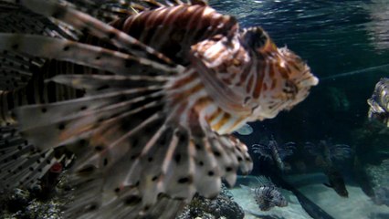 London Sea Life Centre - Blue Orca Digital