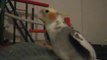 Cockatiel sings If You're Happy You Know it and Talks