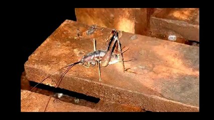 SCARIEST BUG FROM A CAVE ON CAMERA