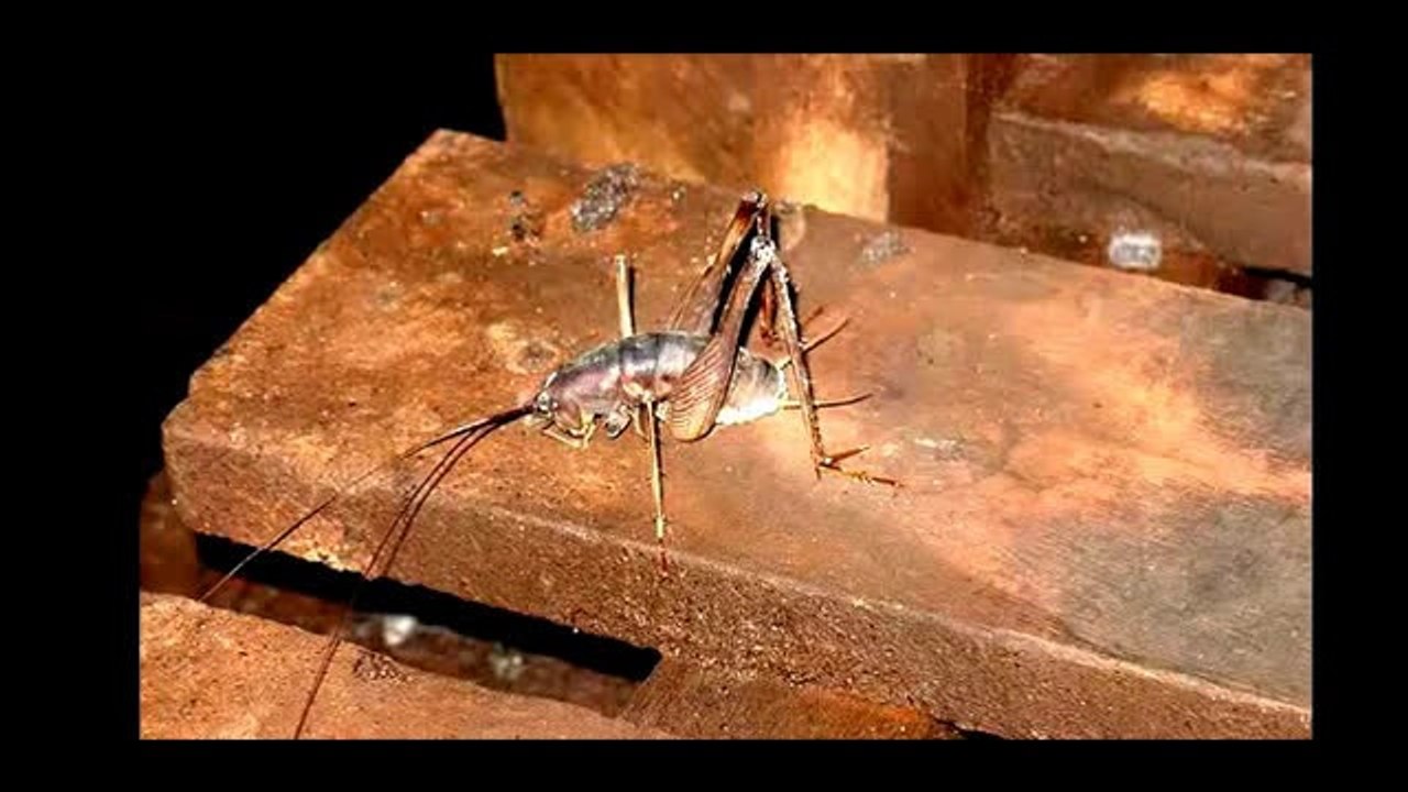 SCARIEST BUG FROM A CAVE ON CAMERA
