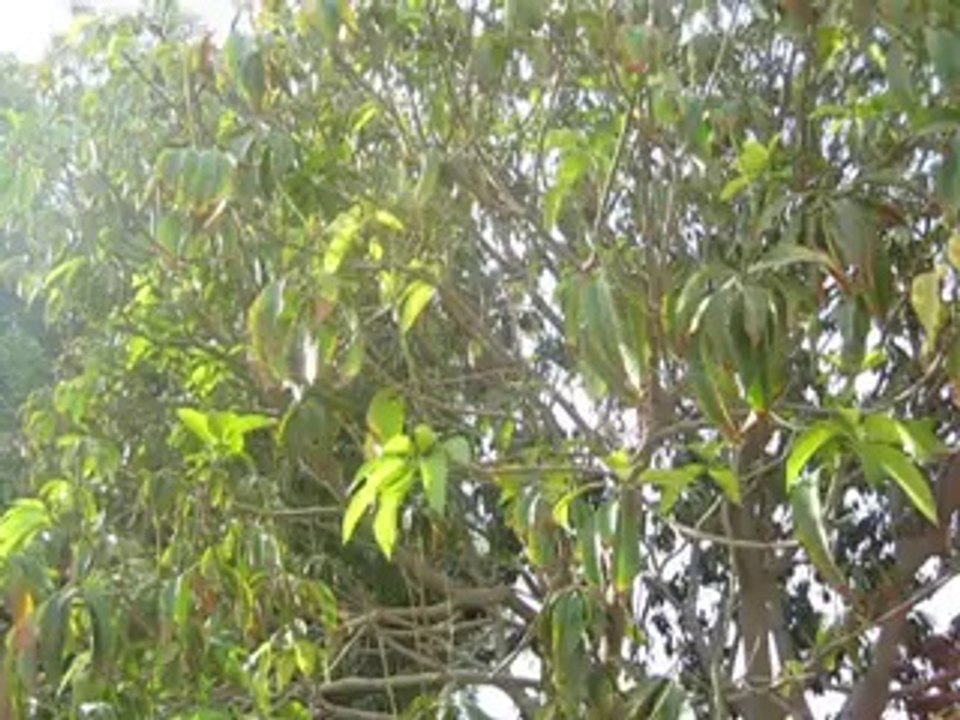 MVI_2612_x264