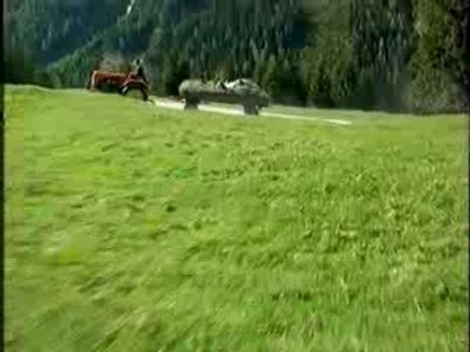 Le lapin Publivore - Milka