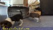 Cute Beagle Puppies Playing Funny Puppy Beagles Running Pets 8 Weeks Old Video