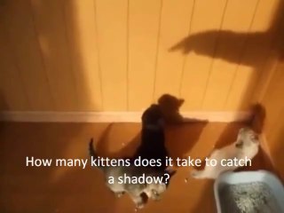 Cute Kittens. Funny things they do. You will laugh! FUNNY