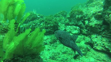 Curso de Buceo - Set 2014