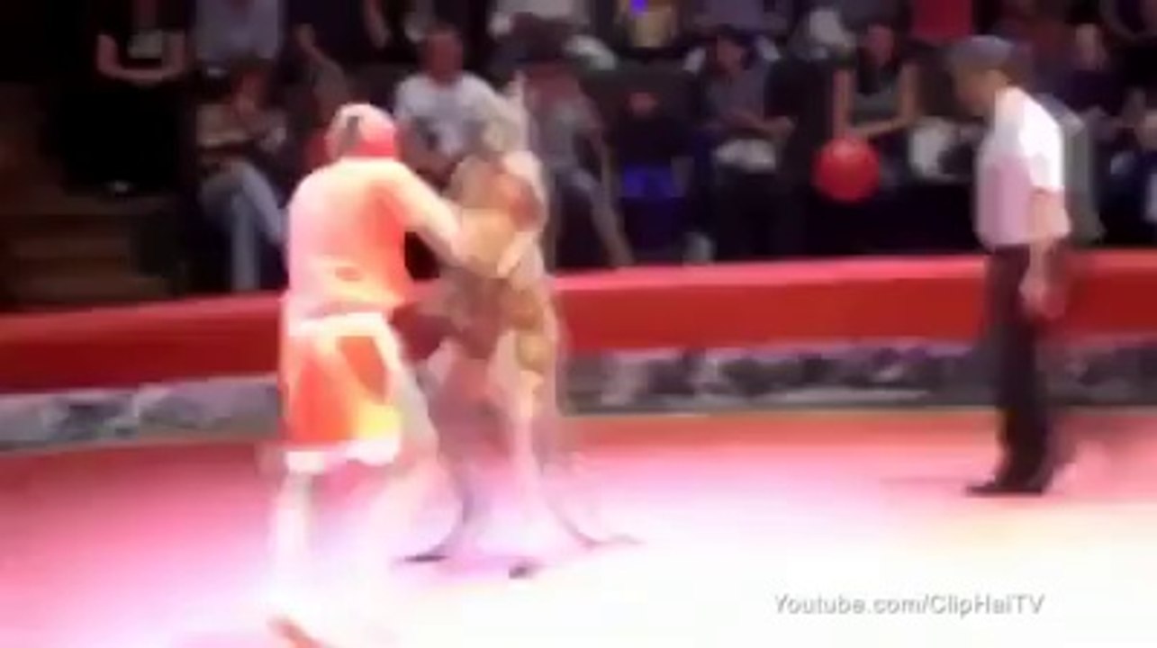 Boxing Match With Kangaroo in Australia