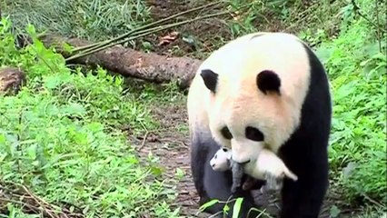 【mv.6park.com】熊猫淘淘.BD1280超清国语中字_1