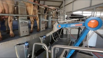 Exclusif: nous sommes entrés dans la ferme des 1000 vaches