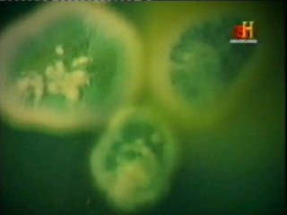 La penicilina: Alexander Fleming