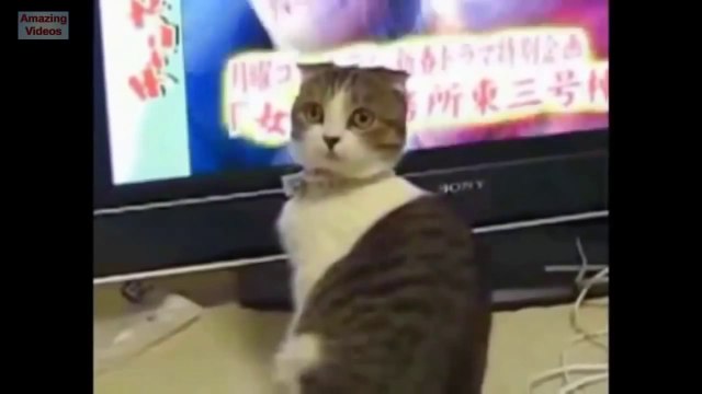Funny Cats - Funny Cat Videos (Better Than Funny Pranks) - Funny Videos 2014