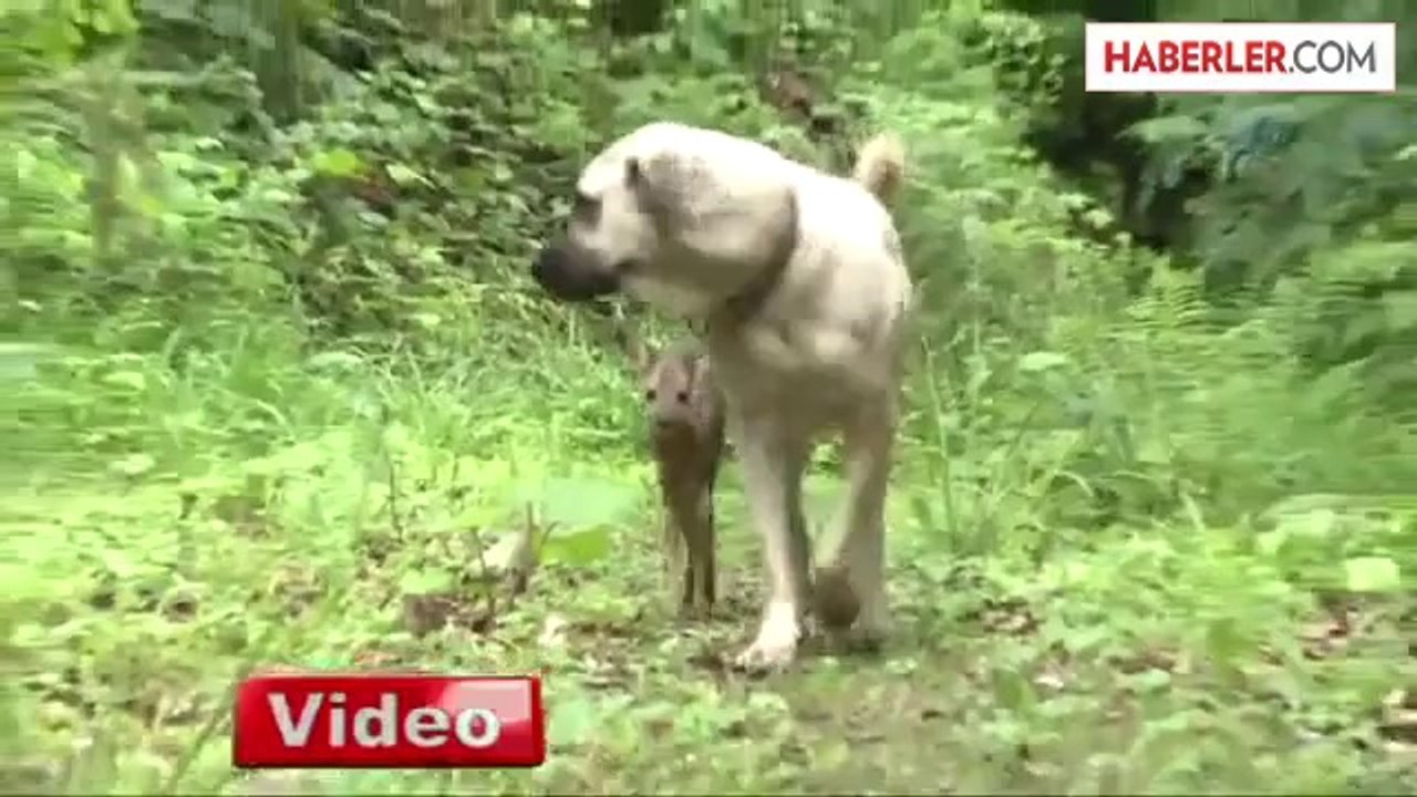 Kim Demiş Ayıdan Dost Olmaz Diye!