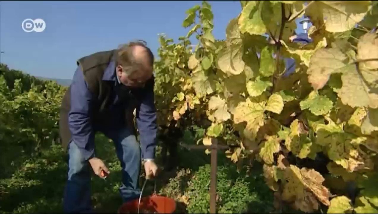 Deutschland - weinland (02): die ältesten reben | euromaxx
