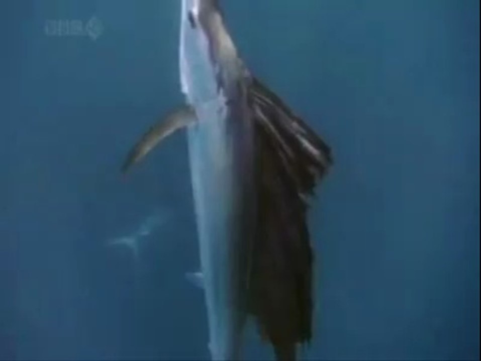 Poissons volants filmé au ralenti