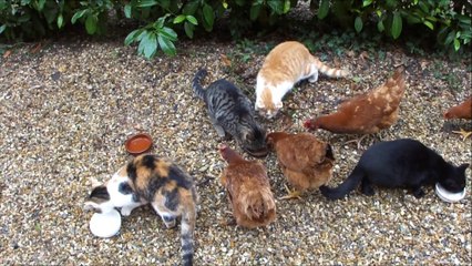 Chats - Poules