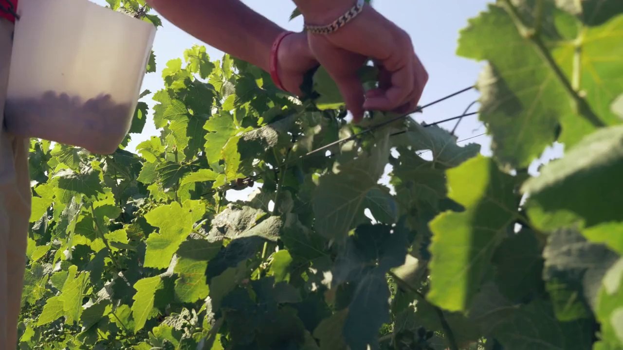 Domainedel'arjolle