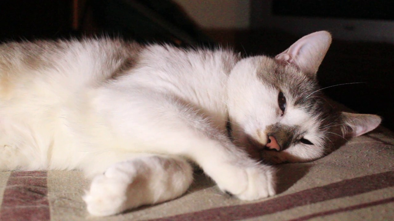 The cats...