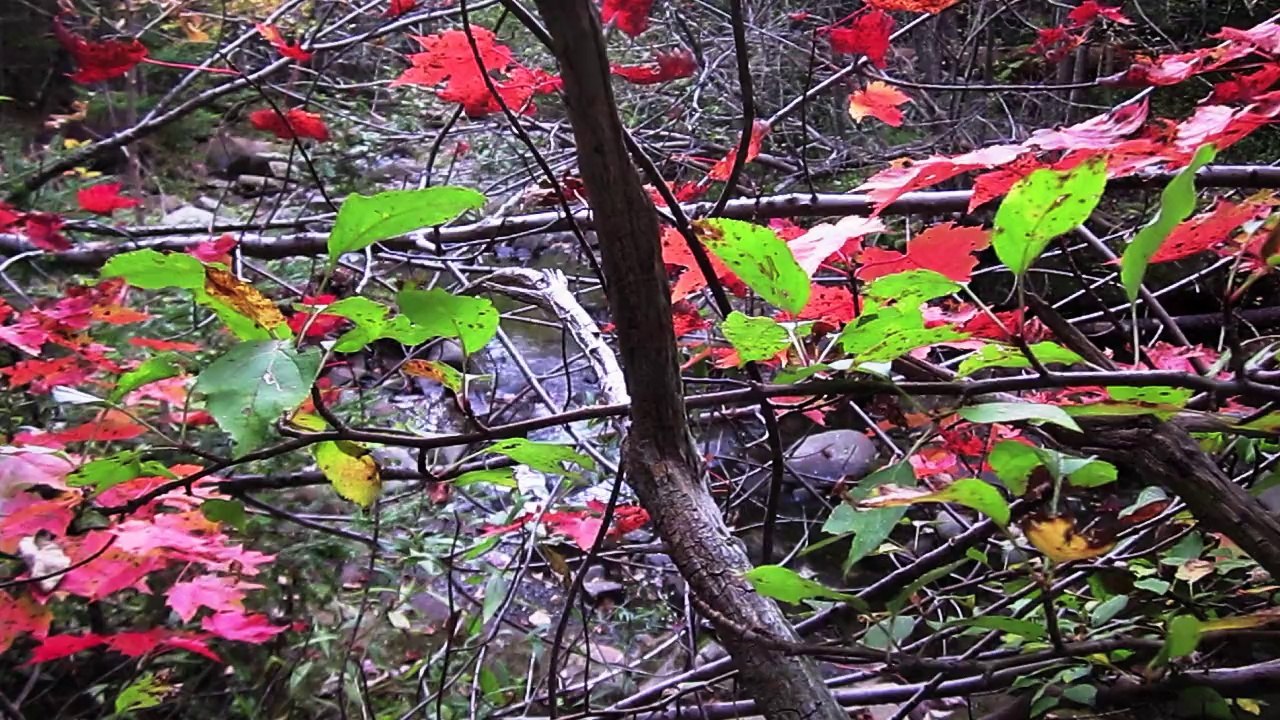 autumn improv #2 by LaurieLeeC and michael hermiston