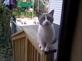 Chat pleure pour rentrer à la maison