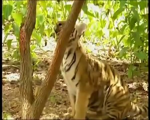Un singe abuse de deux jeunes lions