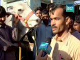 Huge sacrificial animals in Karachi cattle market