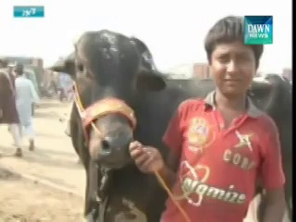 High Prices Of Sacrificial Animals in Lahore cattle market