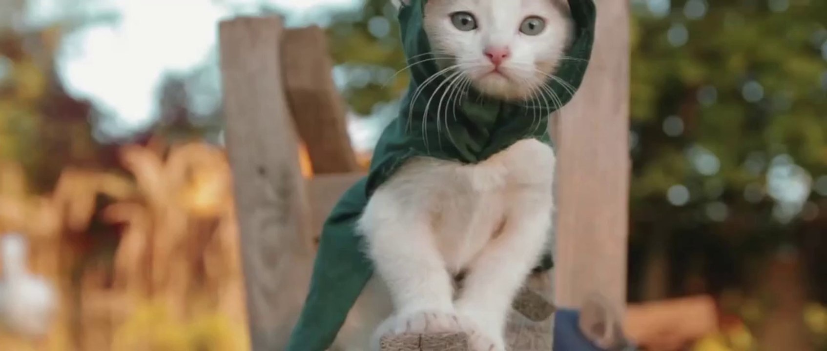 Assassin's Kittens Unity: la parodie d'"Assassin's Creed Unity" avec des chats