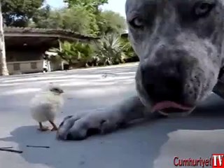 Pitbull ve civciv arkadaş olursa...