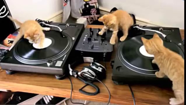 Chatons découvre une table de mix