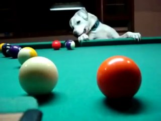 Chien qui excelle en billard !