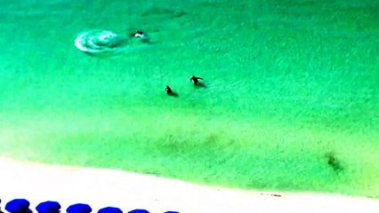 Un requin chasse a coté d'un couple qui se baigne