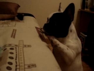 luna veut jouer avec panini