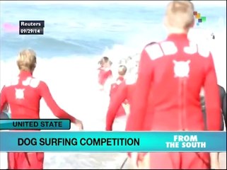 Surfing Dogs Compete in California