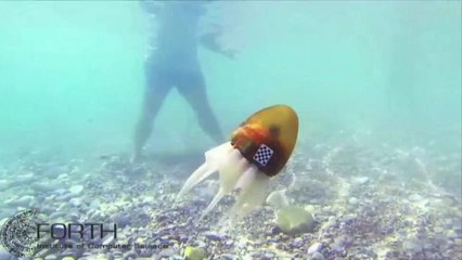 Robot Octopus Swims In The Mediterranean Like It's No Big Deal