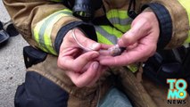 Firefighters use tiny oxygen masks to rescue hamsters in Olympia, Washington.