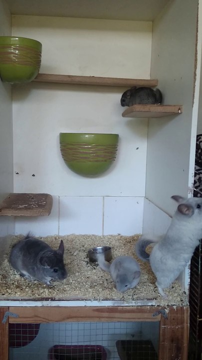 Maman chinchilla et ses filles
