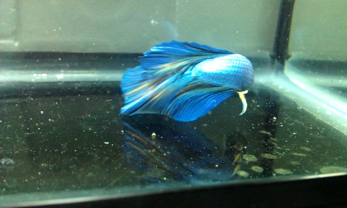 betta 1