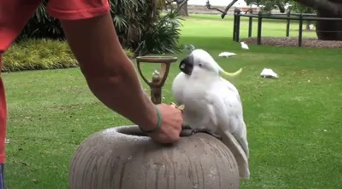 Thirsty Cockatoo